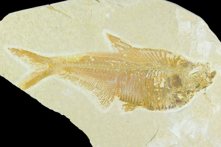Fossil Fish (Diplomystus) - Green River Formation #126561